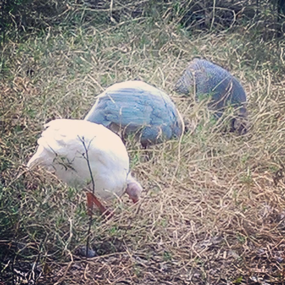 The Guineas
